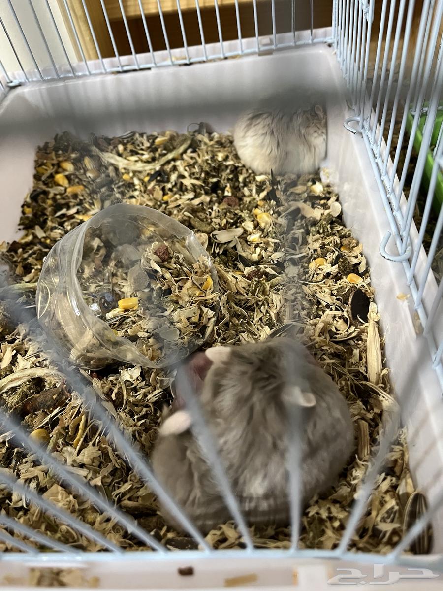 60 Hamsters64589742882049111