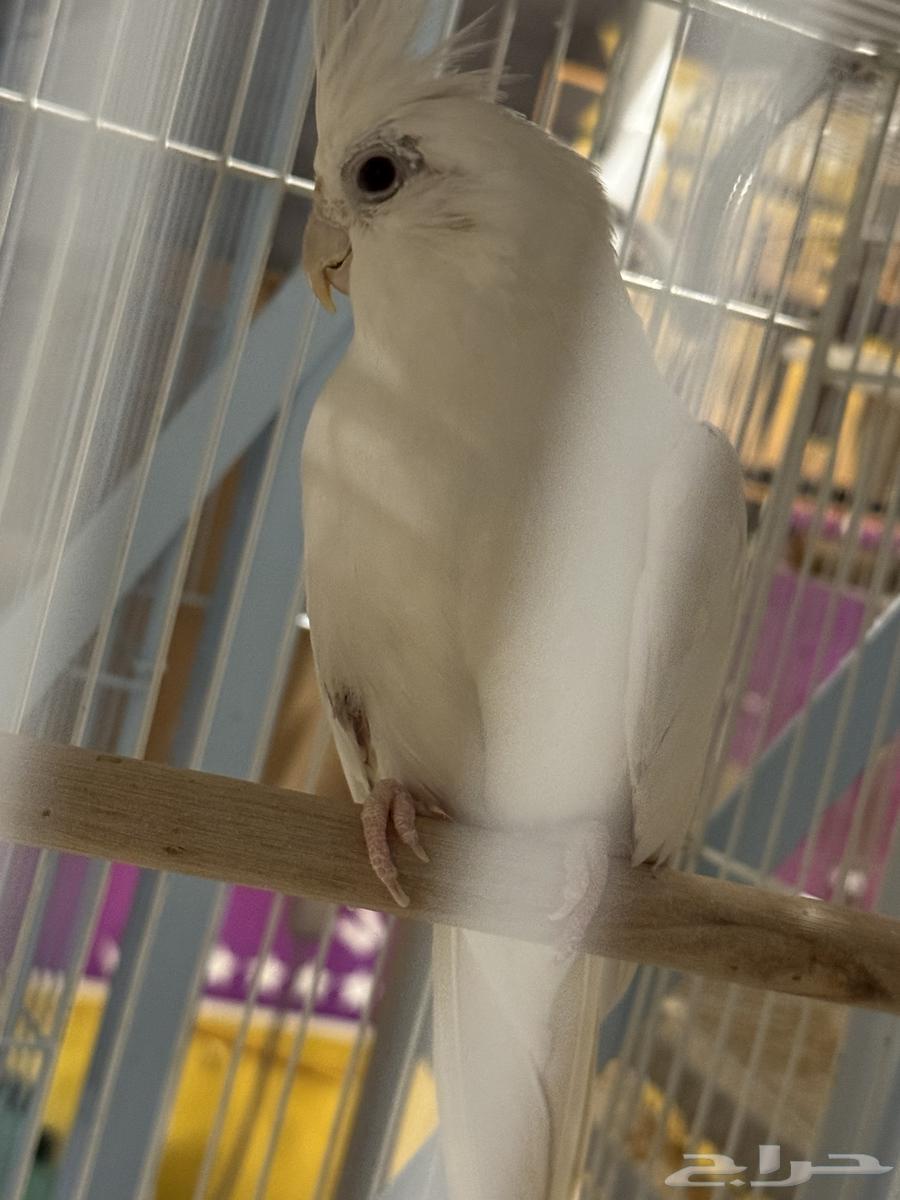 تم البيع64594332008195111