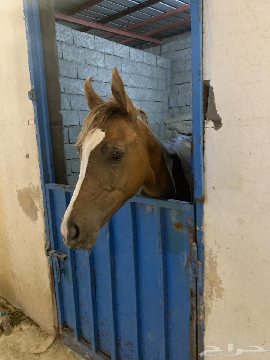 مهر للبيع64594528528771110