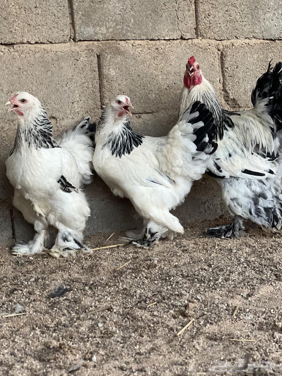 للبيع طقم براهما كولمبي بشاير64594813528450111