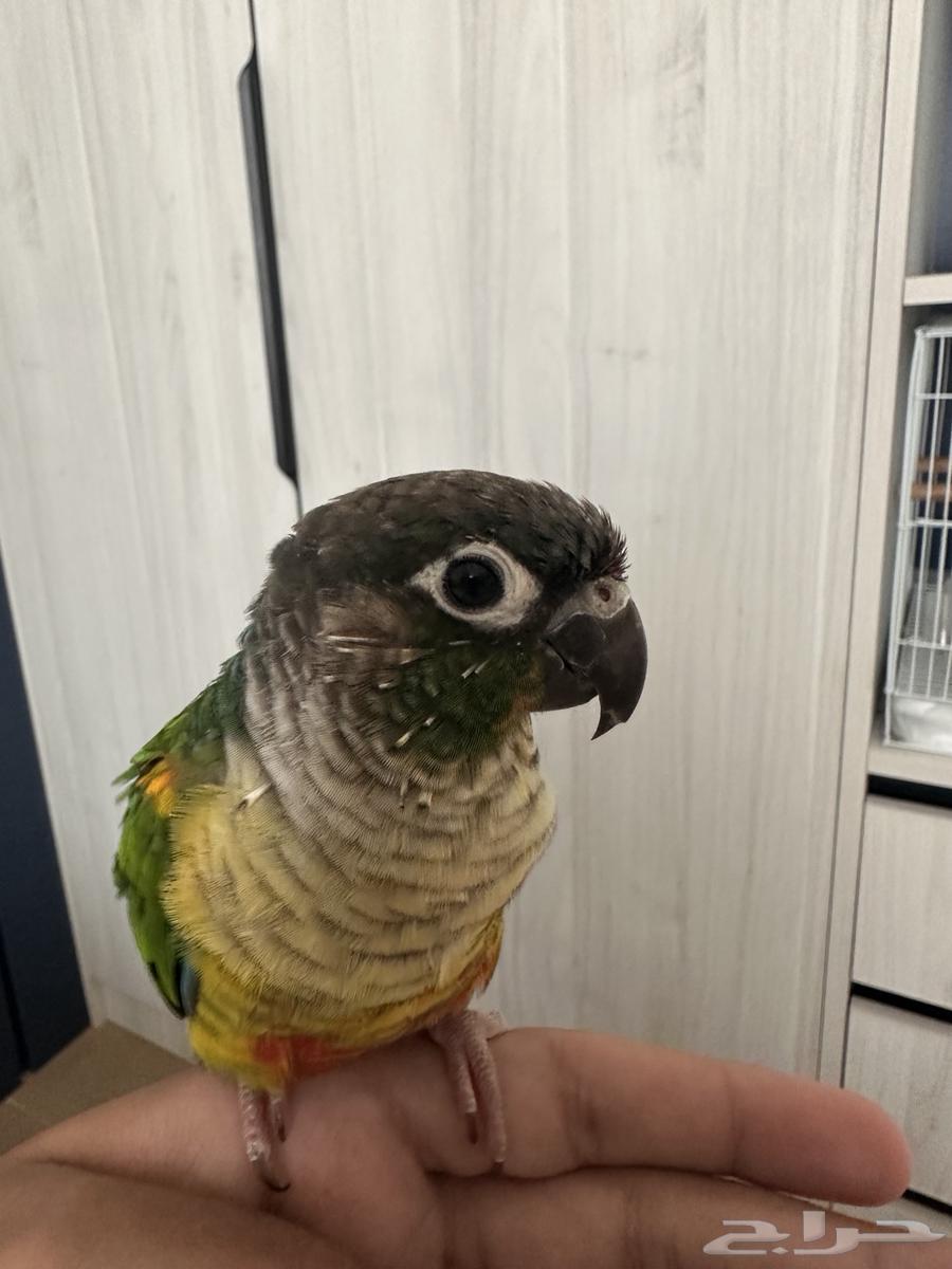 كنيور قرين شيك يلو سايد64590077544578111