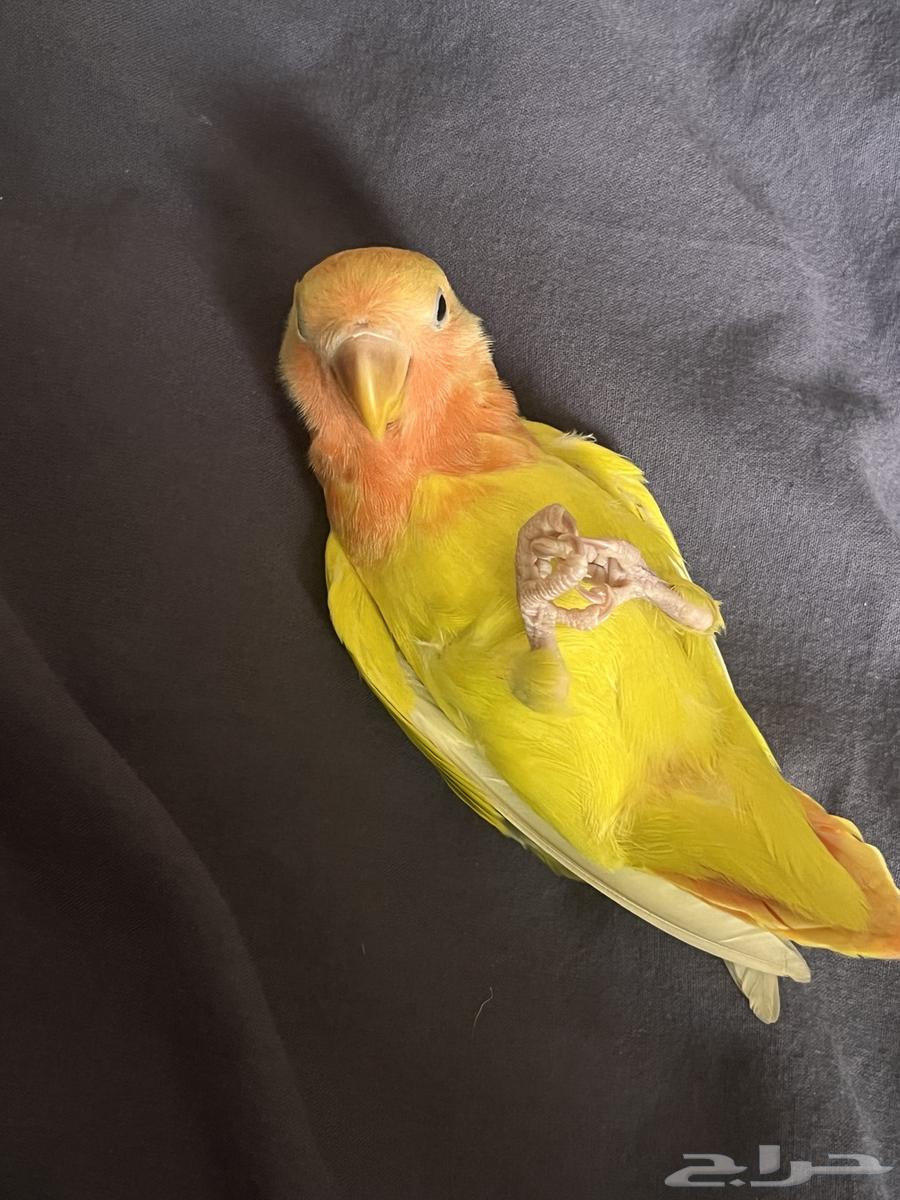 روز اليف هدد داخلي (تم البيع)64592420324993110