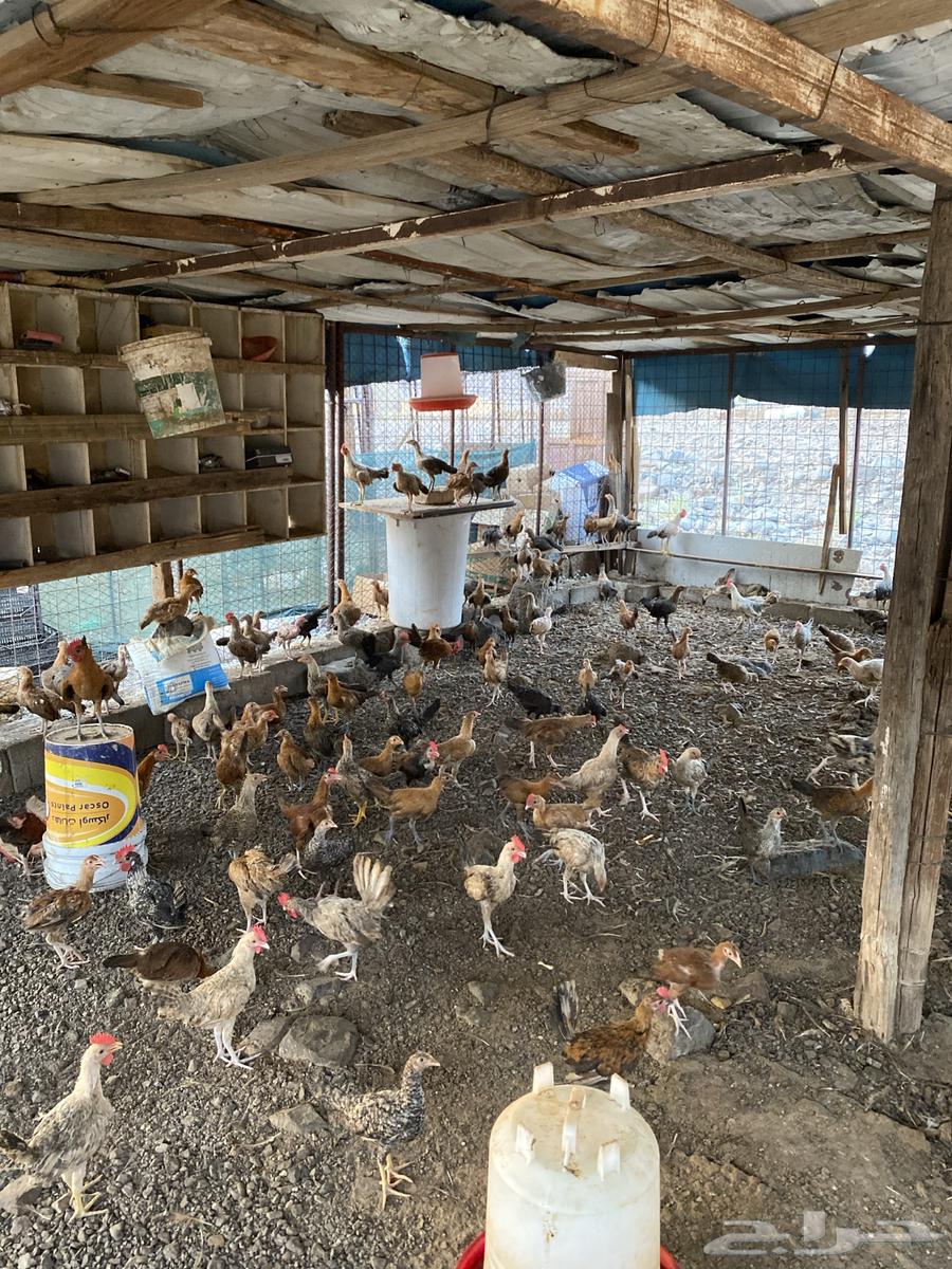 دجاج بلدي للبيع العدد 300 اللي يبي تفريد من 100 اللي يبي ت64588694001665111