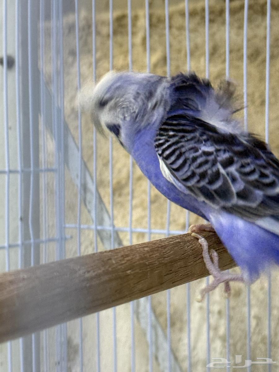 جوز بادجي مع انتاجه64594405725186113