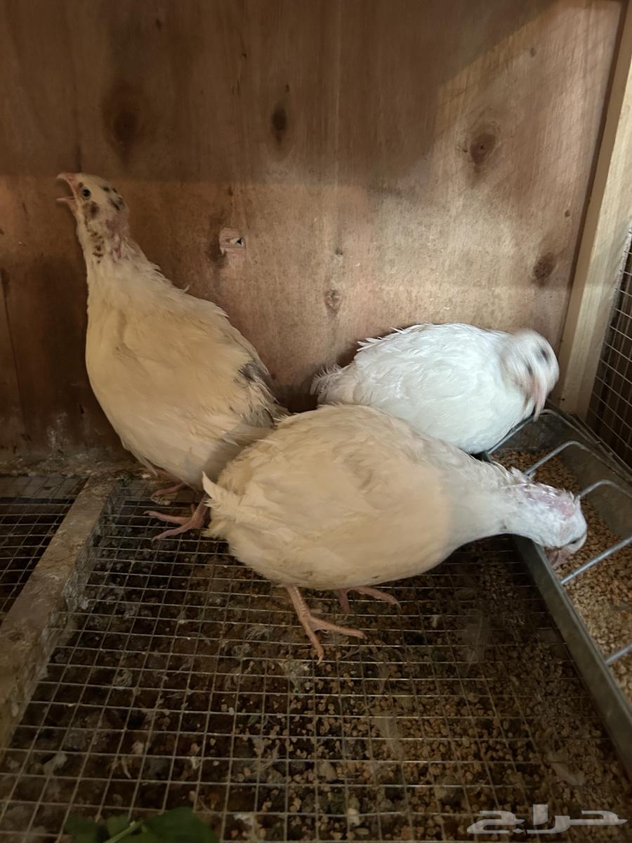 سمان تكساس. تم البيع تم البيع64595058915457114