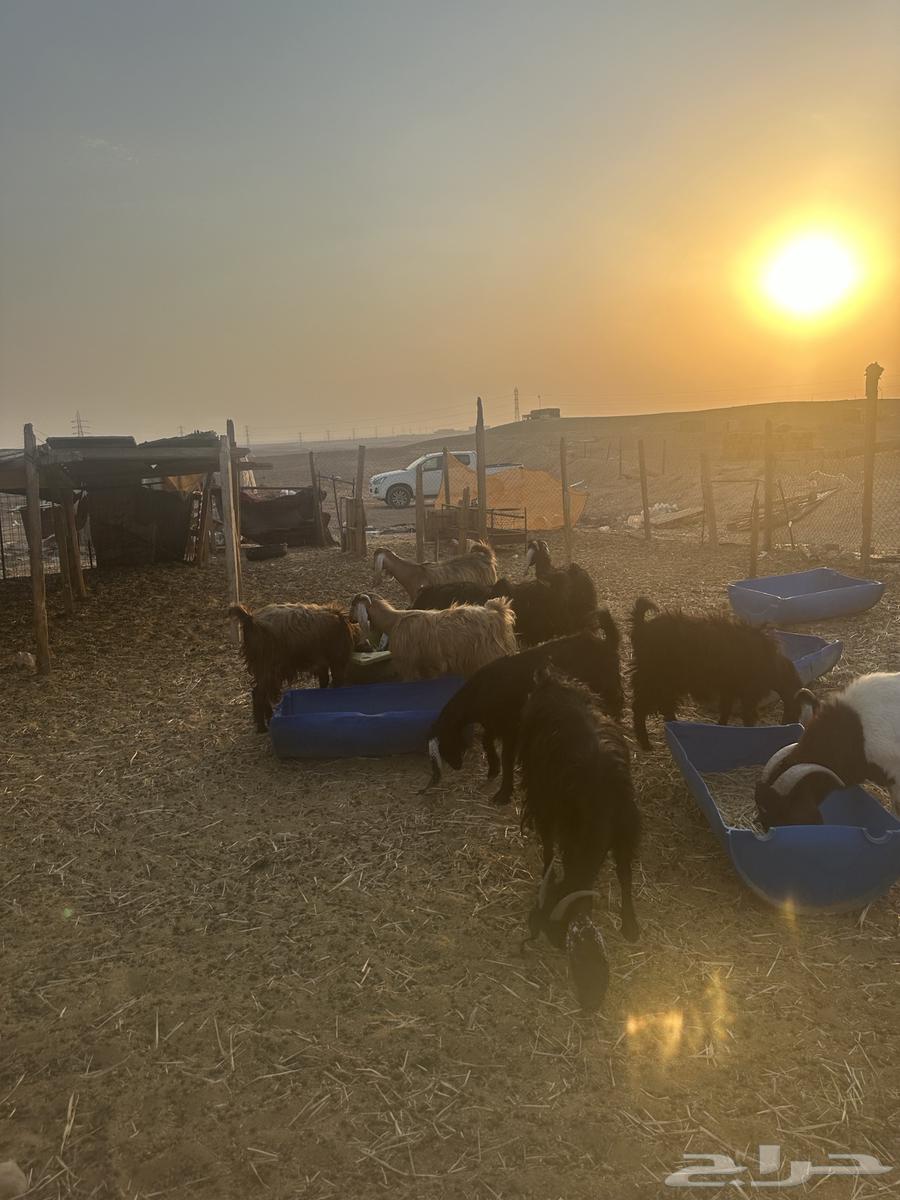 ثمان جفرات ما بين جذعه وثنيه مضربات64595242944898113