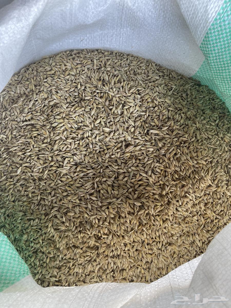 بذر شعير سداسي( تم بيع كامل الكميه خارج الموقع )64593583191554112