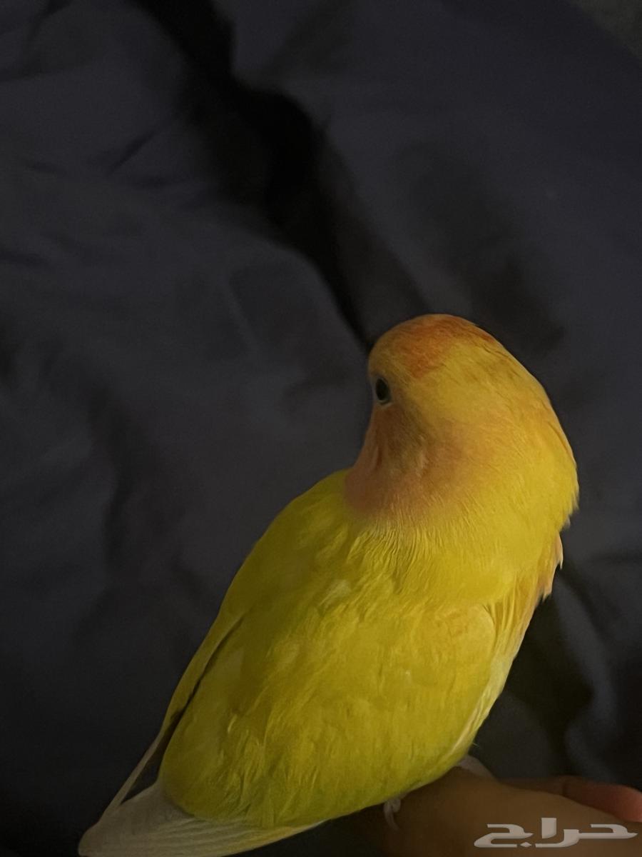 روز اليف هدد داخلي (تم البيع)64592420324993112