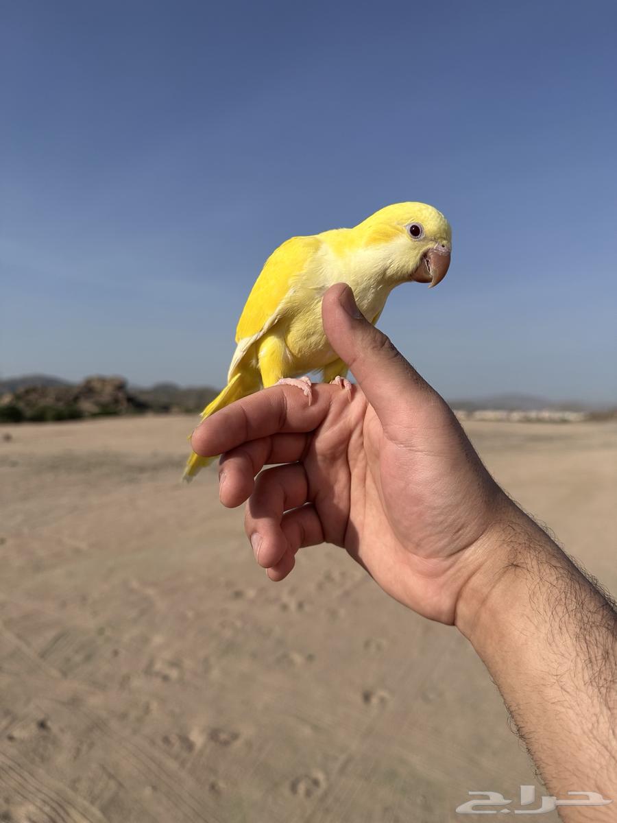 كويكر لاتينو هدد خارجي تم البيع64572144612611113