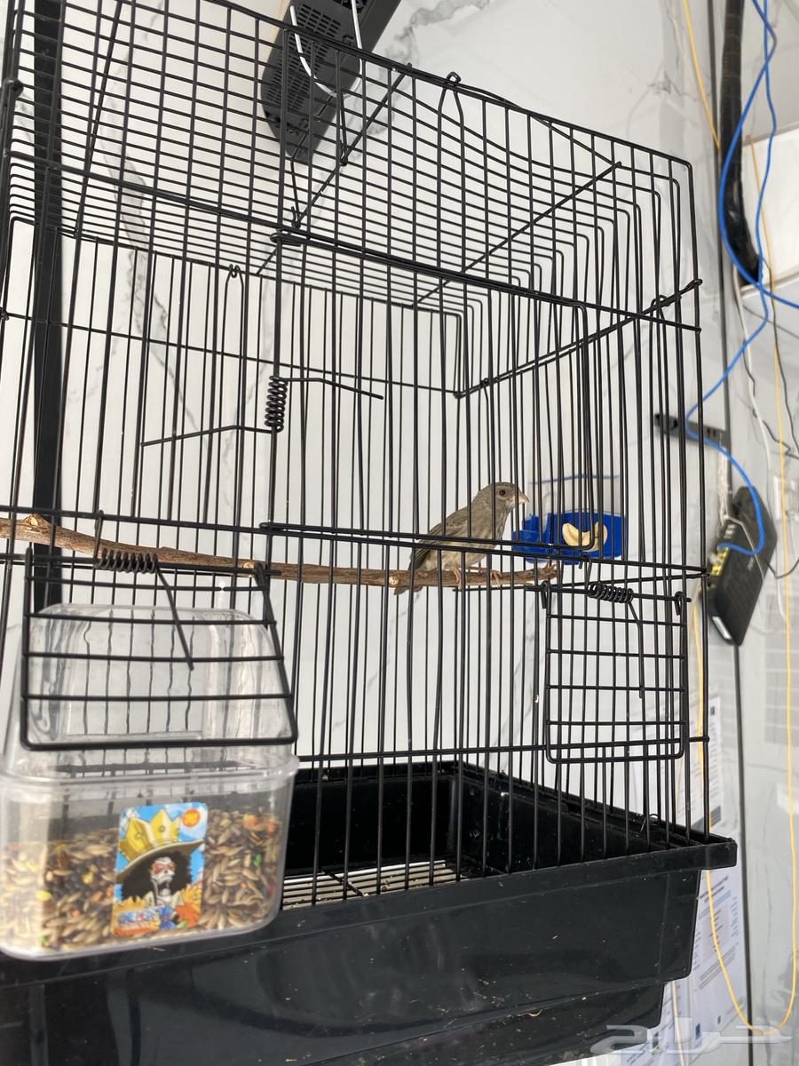 عرض خاص ياسمين طايفي مغرد64590886335106110