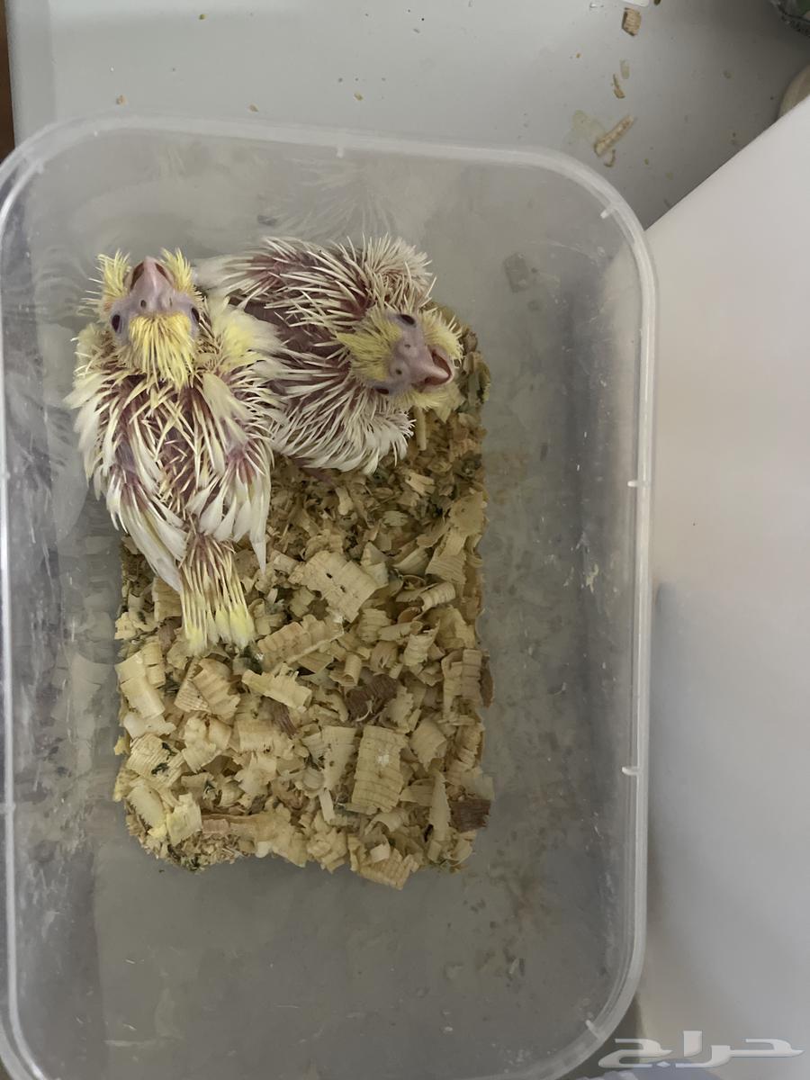 للبيع فرخين كروان لاتينو ( تم البيع )64447402358786110