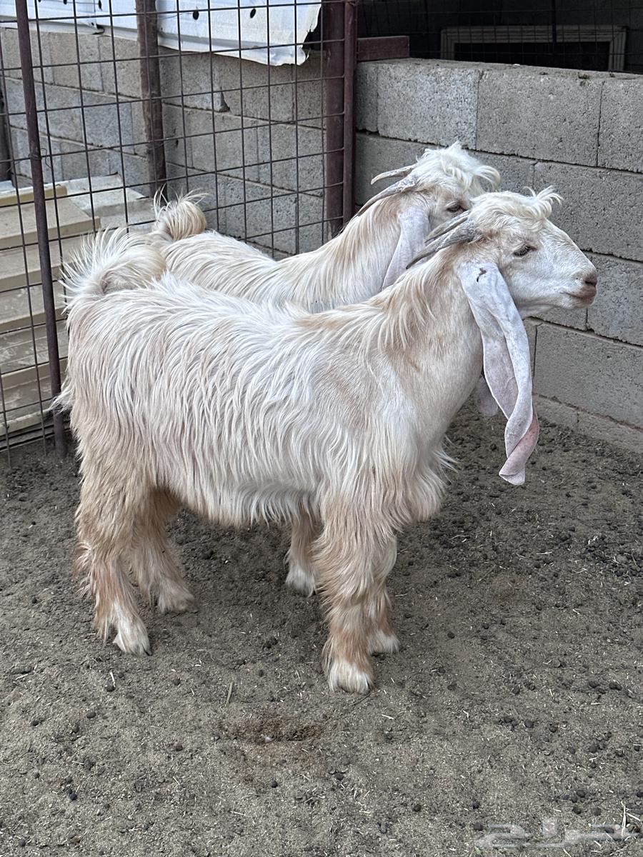 تيوس عوارض صفر64594565124737112