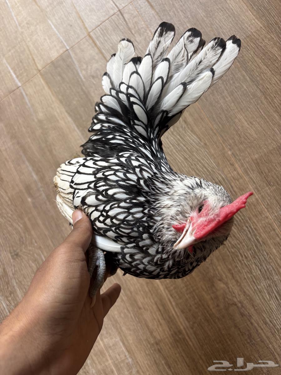 ديك بوم سبرايت للبيع64590039679106114