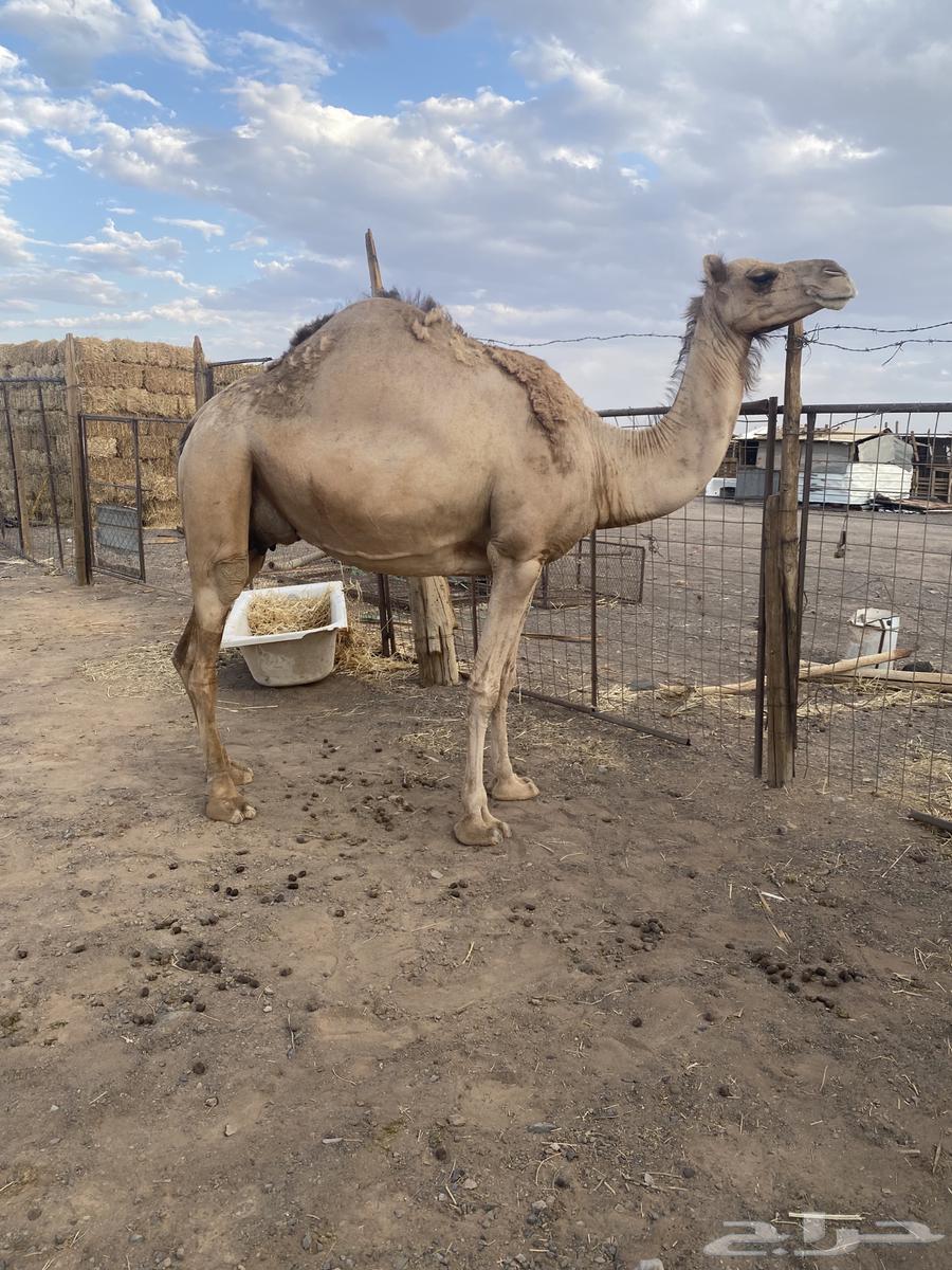 ضريبه طيبه للبيع64592335307522111