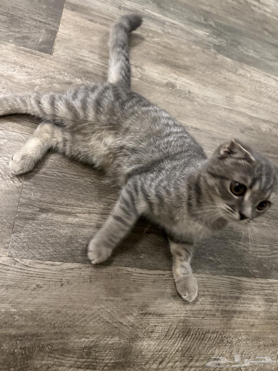 قطه سكوتش فولد تربل للبيع بسعر رمزي64595956302210114