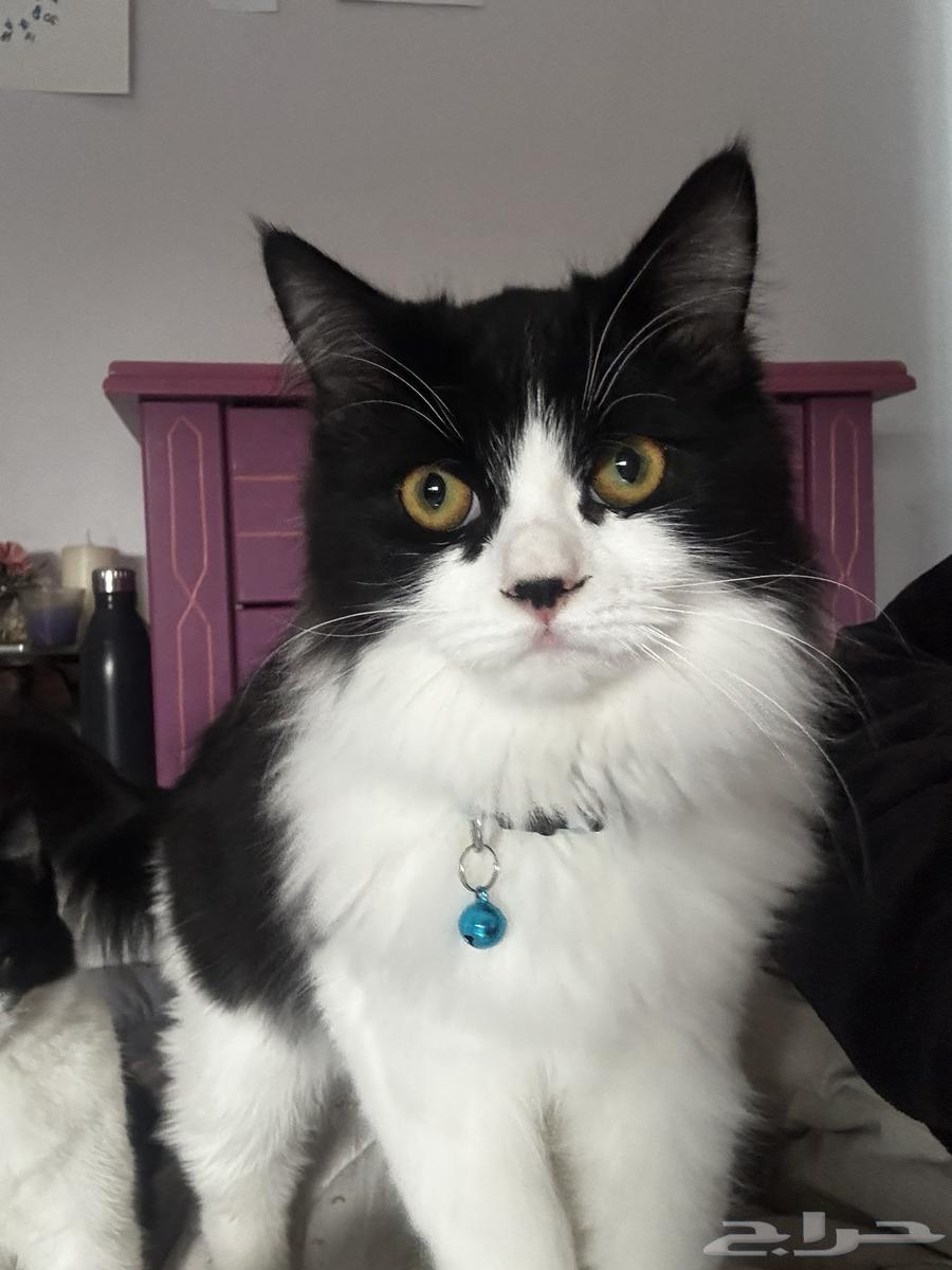 قطط شيرازي توكسيدو أخوان للبيع64611930042371113