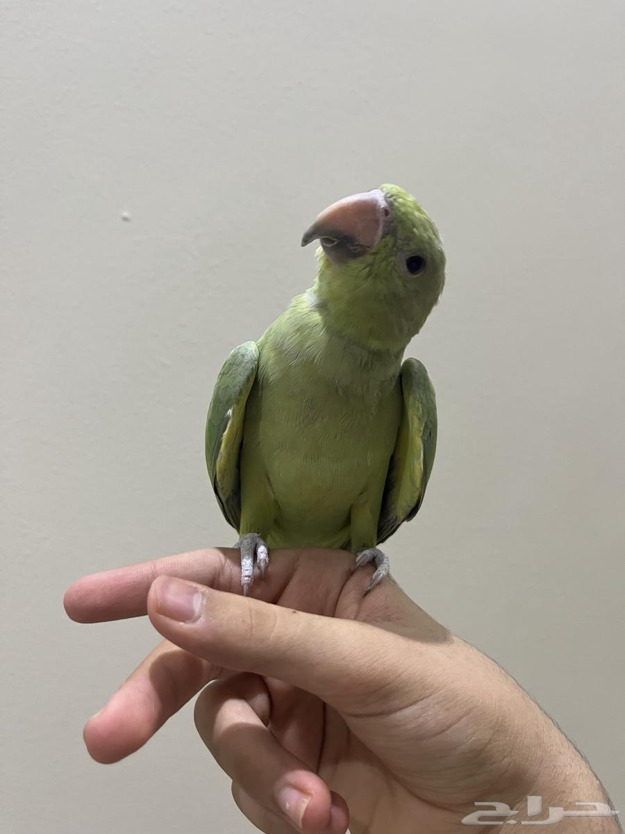 دره هندي هدد اليف64592153789571112