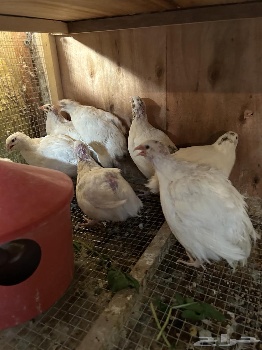 سمان تكساس. تم البيع تم البيع64595058915457110