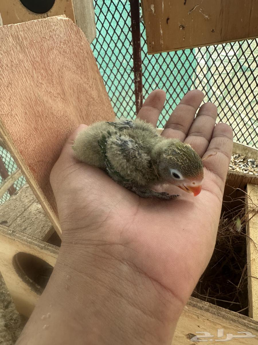 للبيع فرخ فيشر ب 60 ريال تم البيع64593974363138111