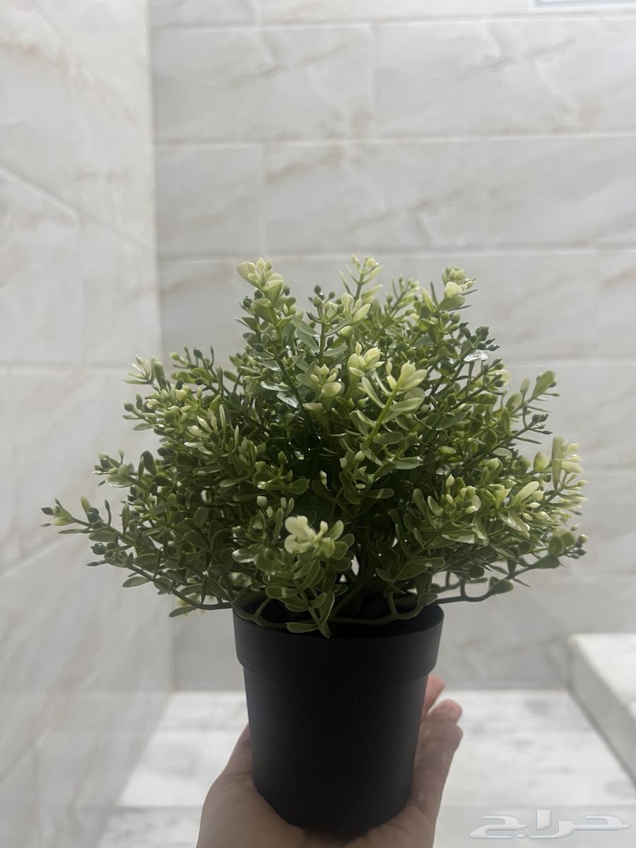 شجر نباتات ايكيا للبيع بسعر مخفض64596501688066112