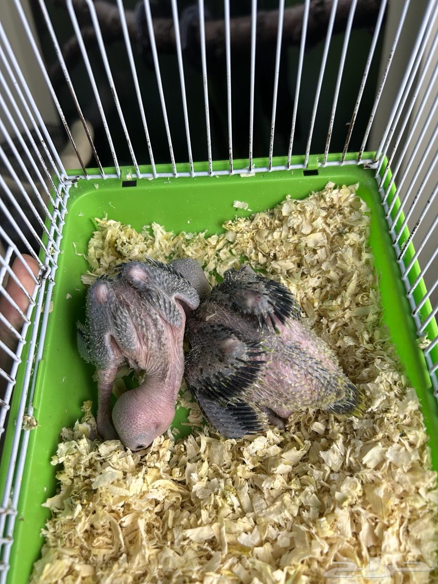 فرخين دره هندي تم البيع64595538265986111