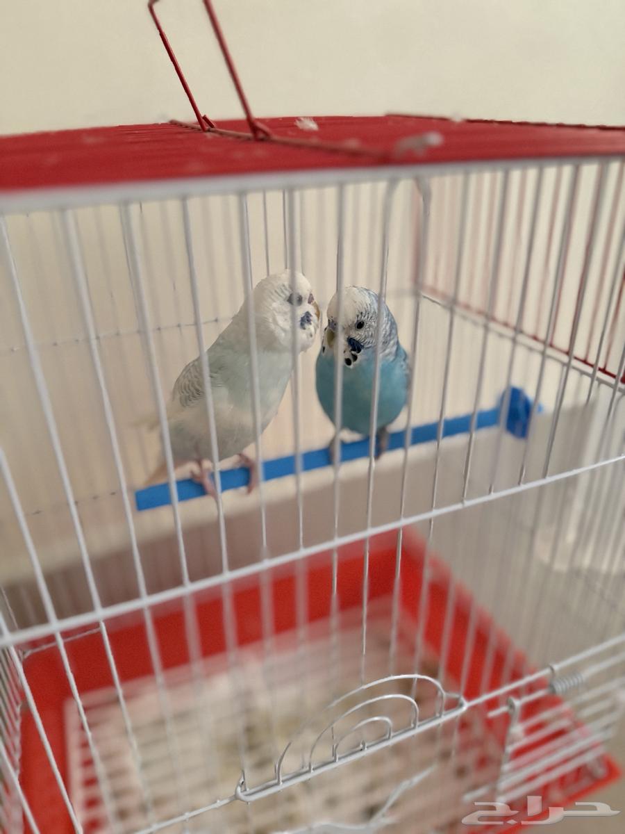 طيور بادجي كبل انتى وذكر64592468707201112