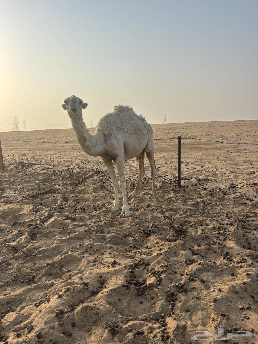 للبيع بكره64595746604803111