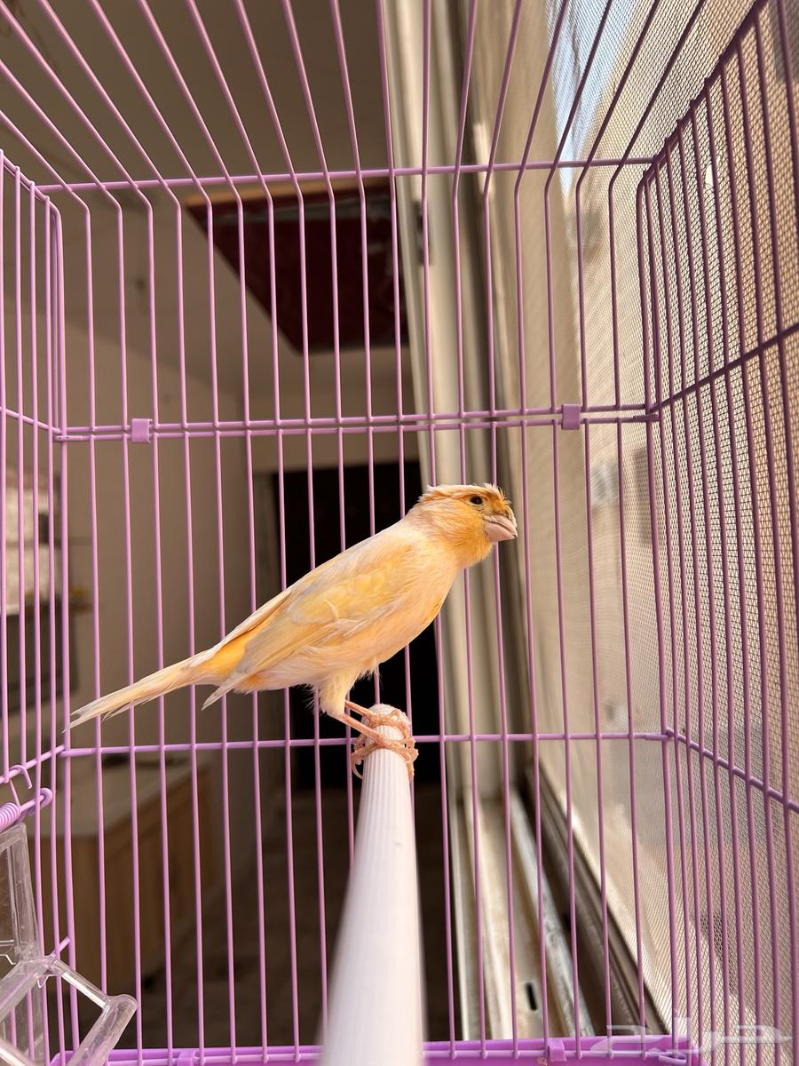 ذكر كناري جزري مطربش لأصحاب التميز مشاء الله64590874048899114