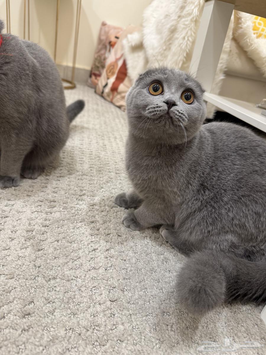 قطط سكوتش فولد64580472454275110