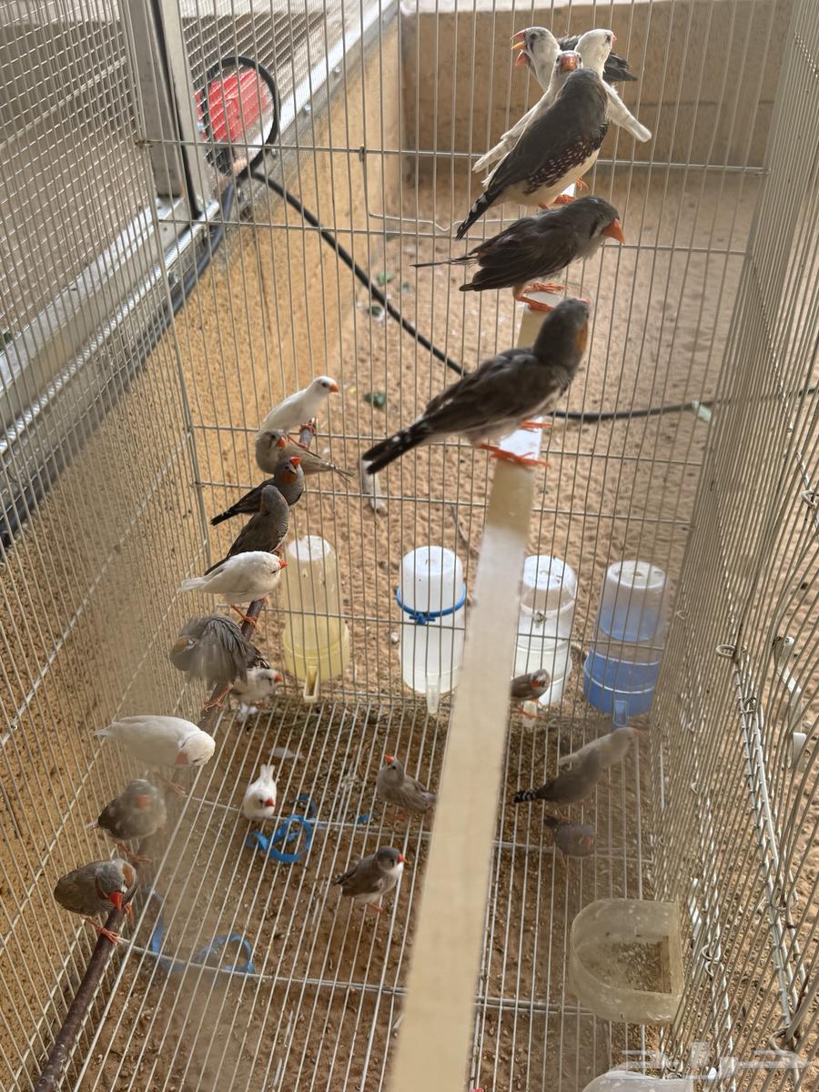 زيبرا 11 جوز تقريبا وشبك للبيع64593155554305112