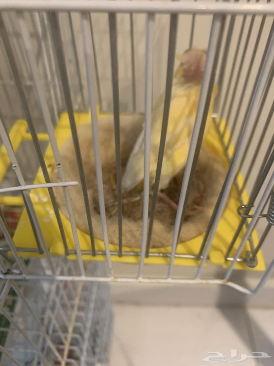 انثى كناري منتجه تحتها بيضه (تم البيع )64591189913985112