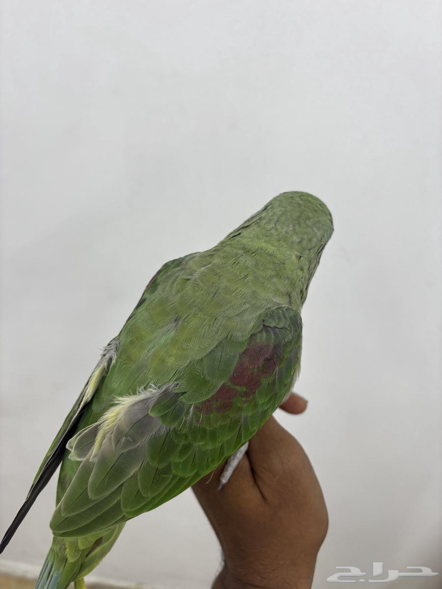 للبيع نيبالي اليف64594319690370114