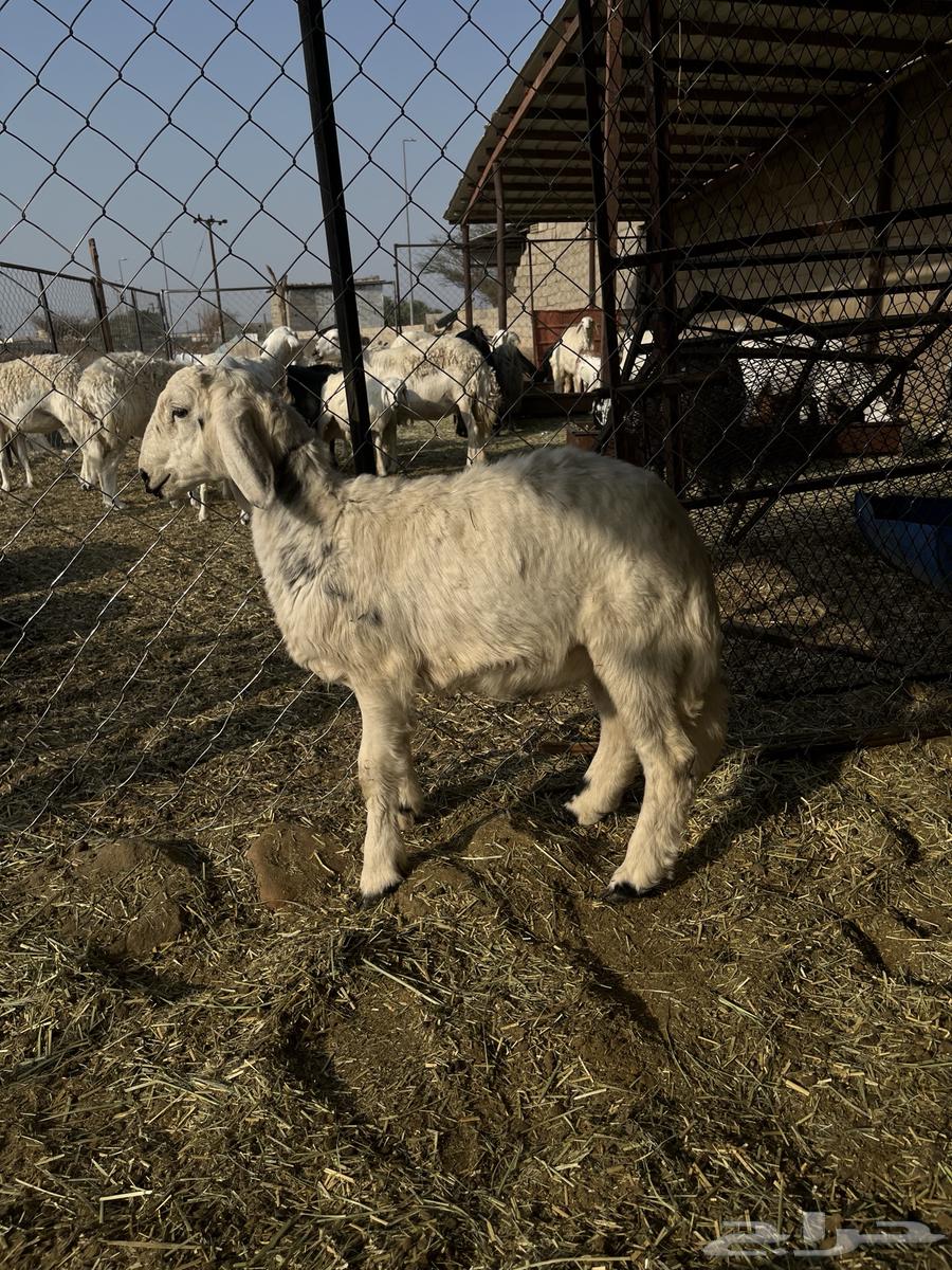 Tuli64593949984769111