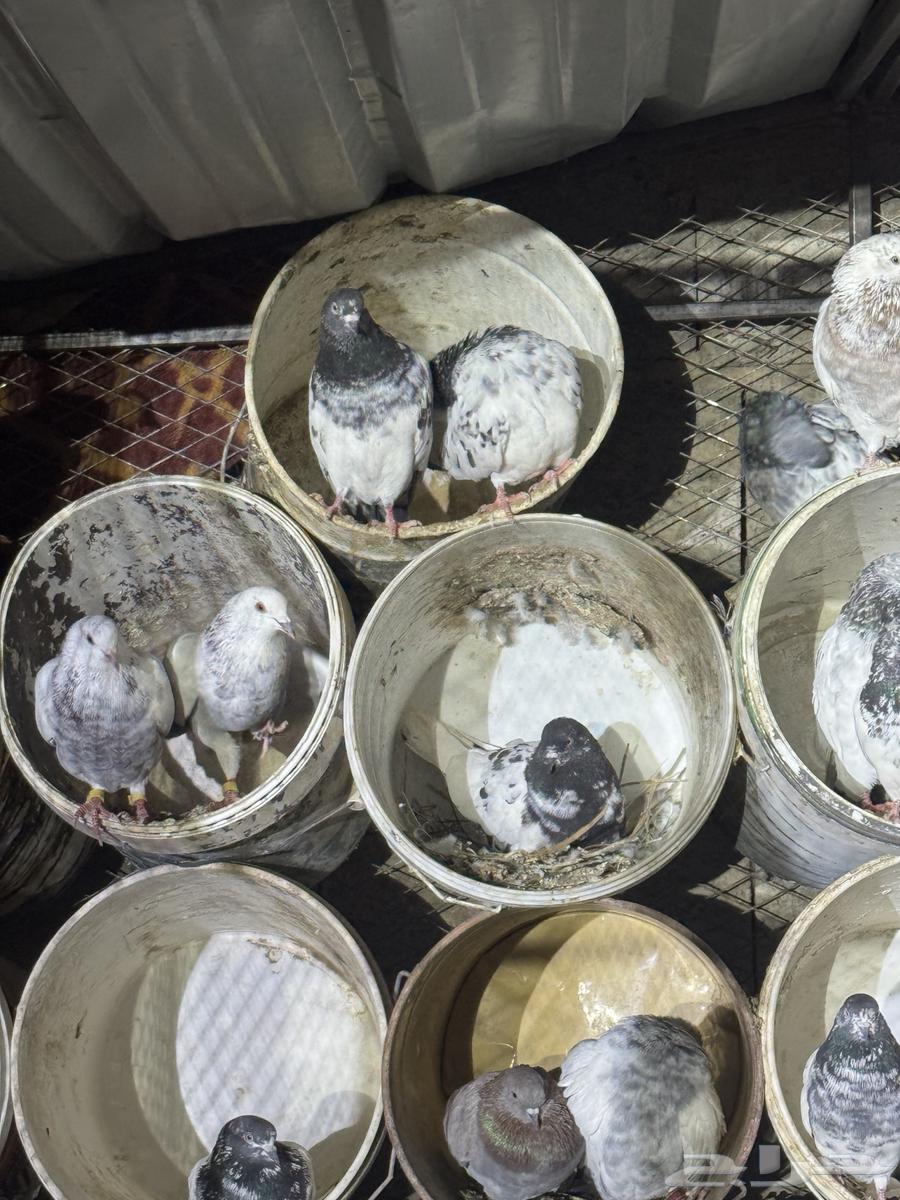 حمام بكستنائي64588856271233114