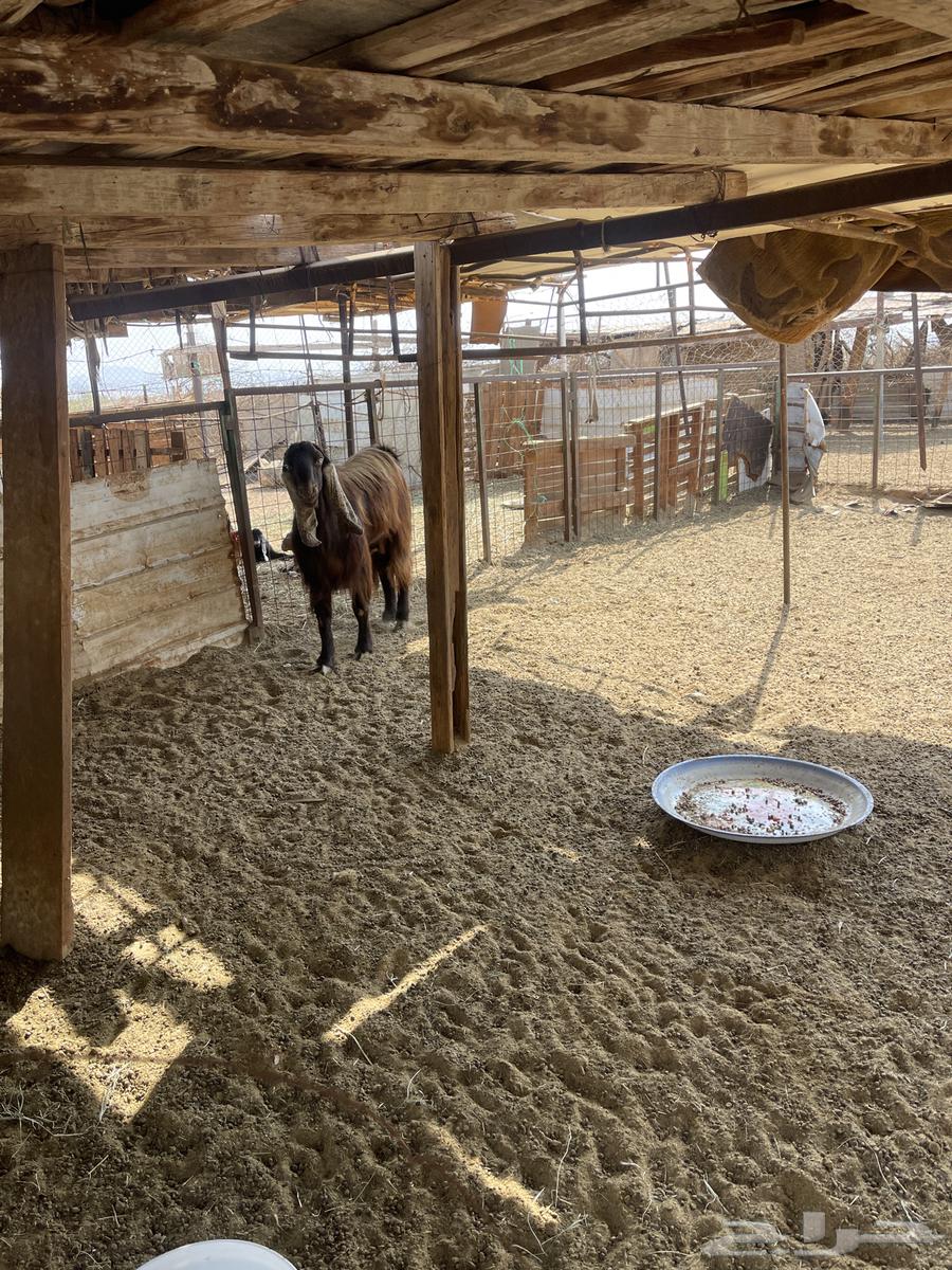 Ghran64590335289218111