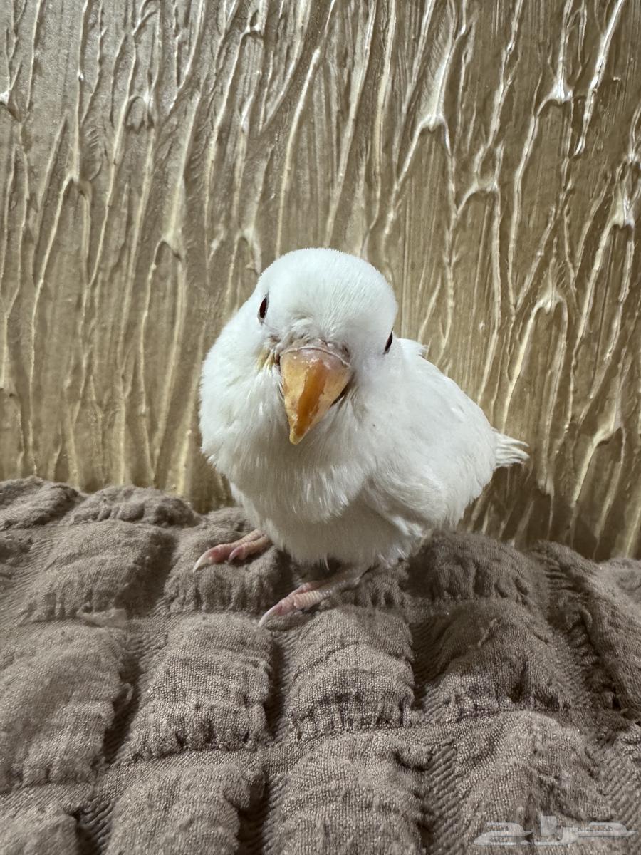 فرخ طير روز البينو ابيض قطن عيون حمر64592504811011114