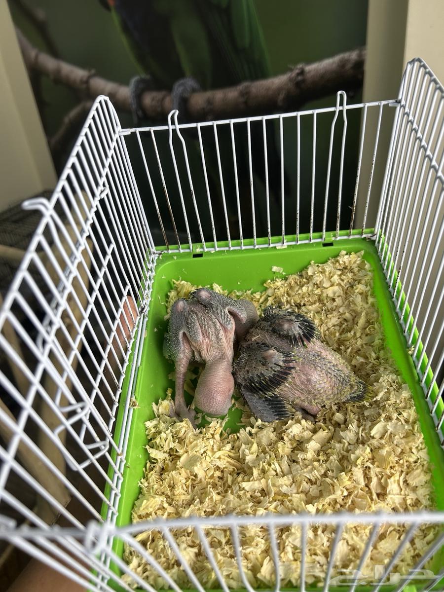 فرخين دره هندي تم البيع64595538265986112