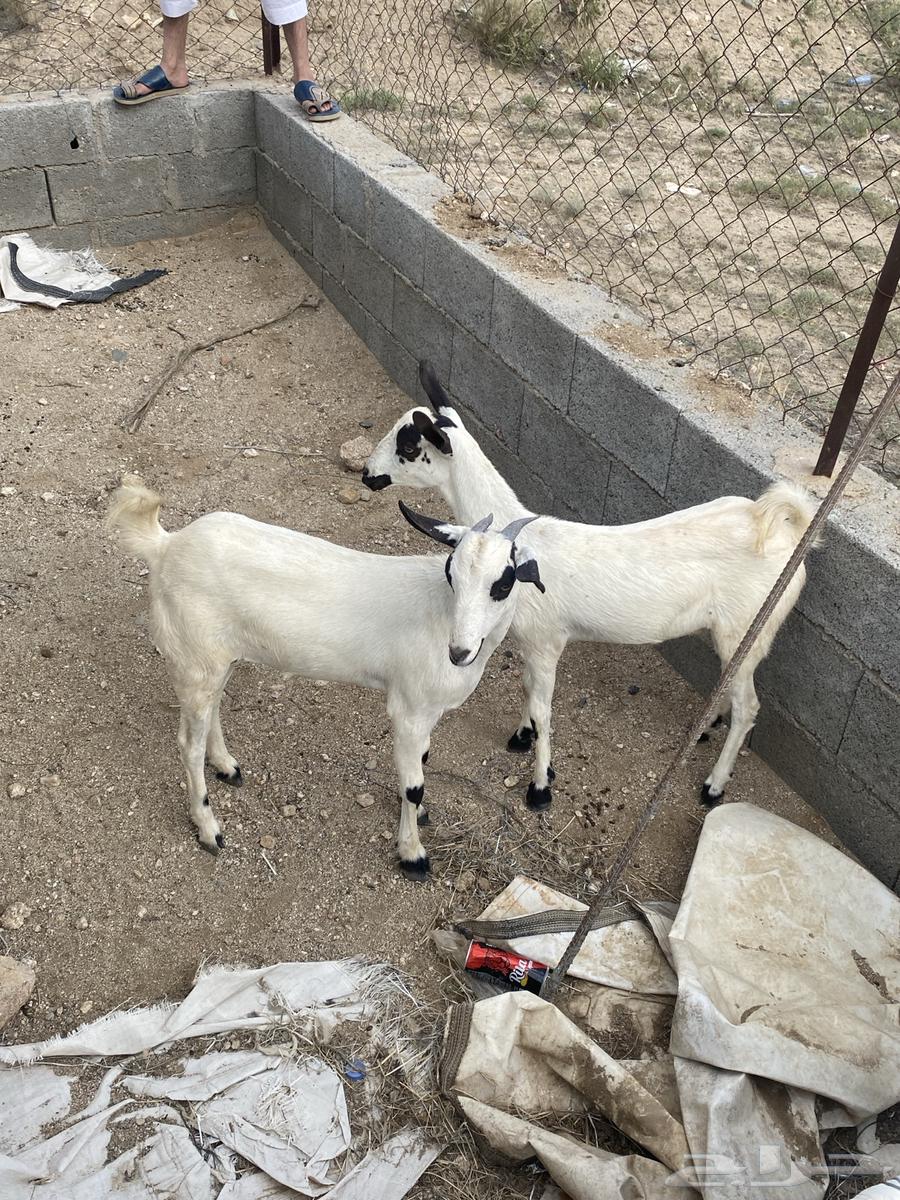 للبيع عنقاو64594713990147111