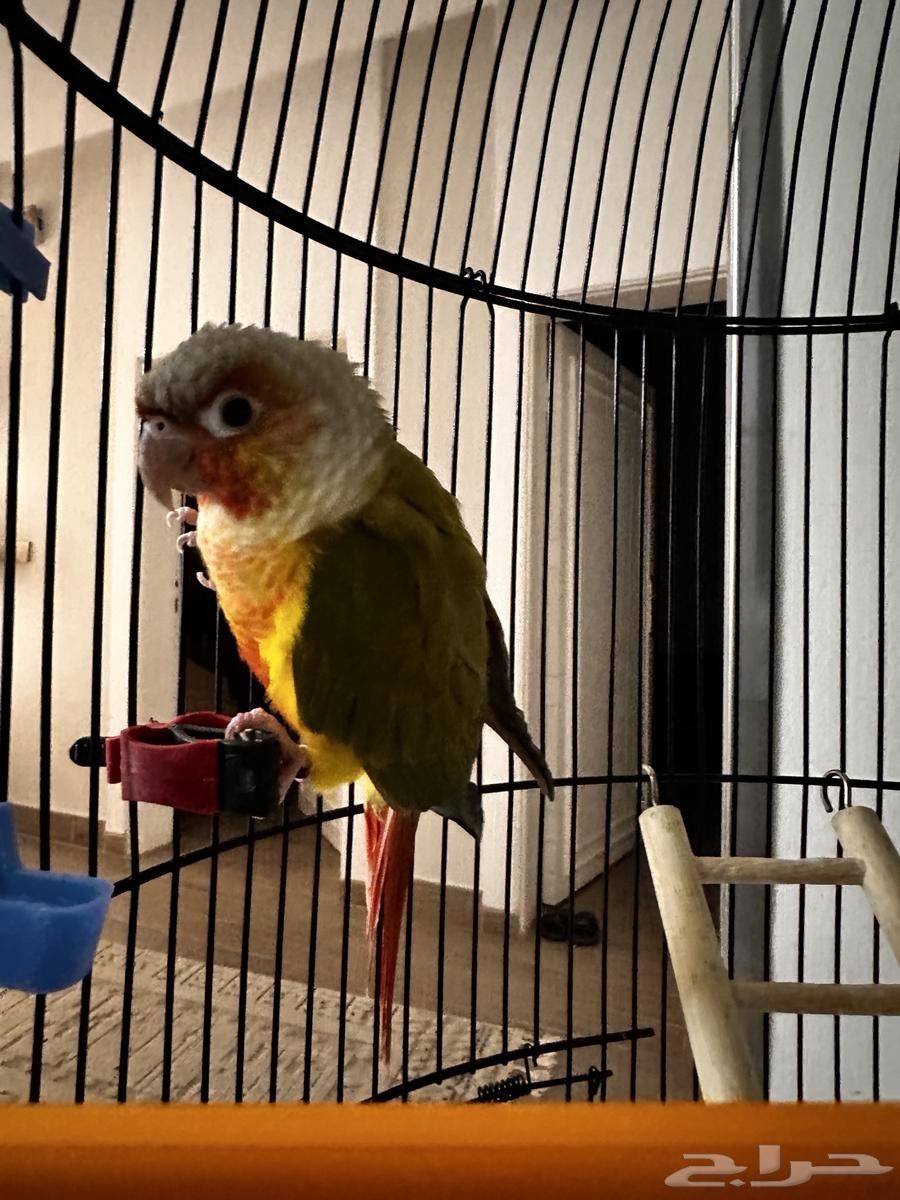 طير كنيور64593143501826112