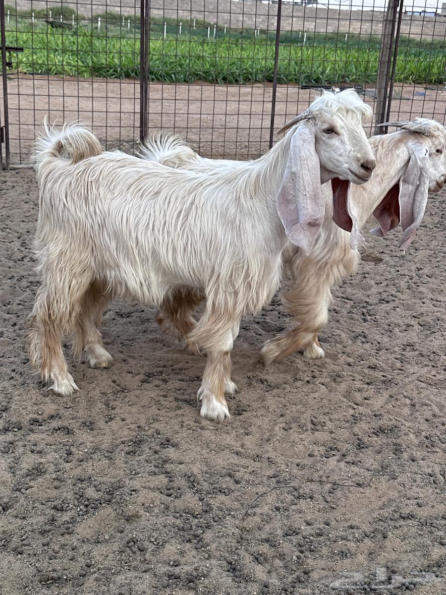 تيوس عوارض صفر64594565124737110