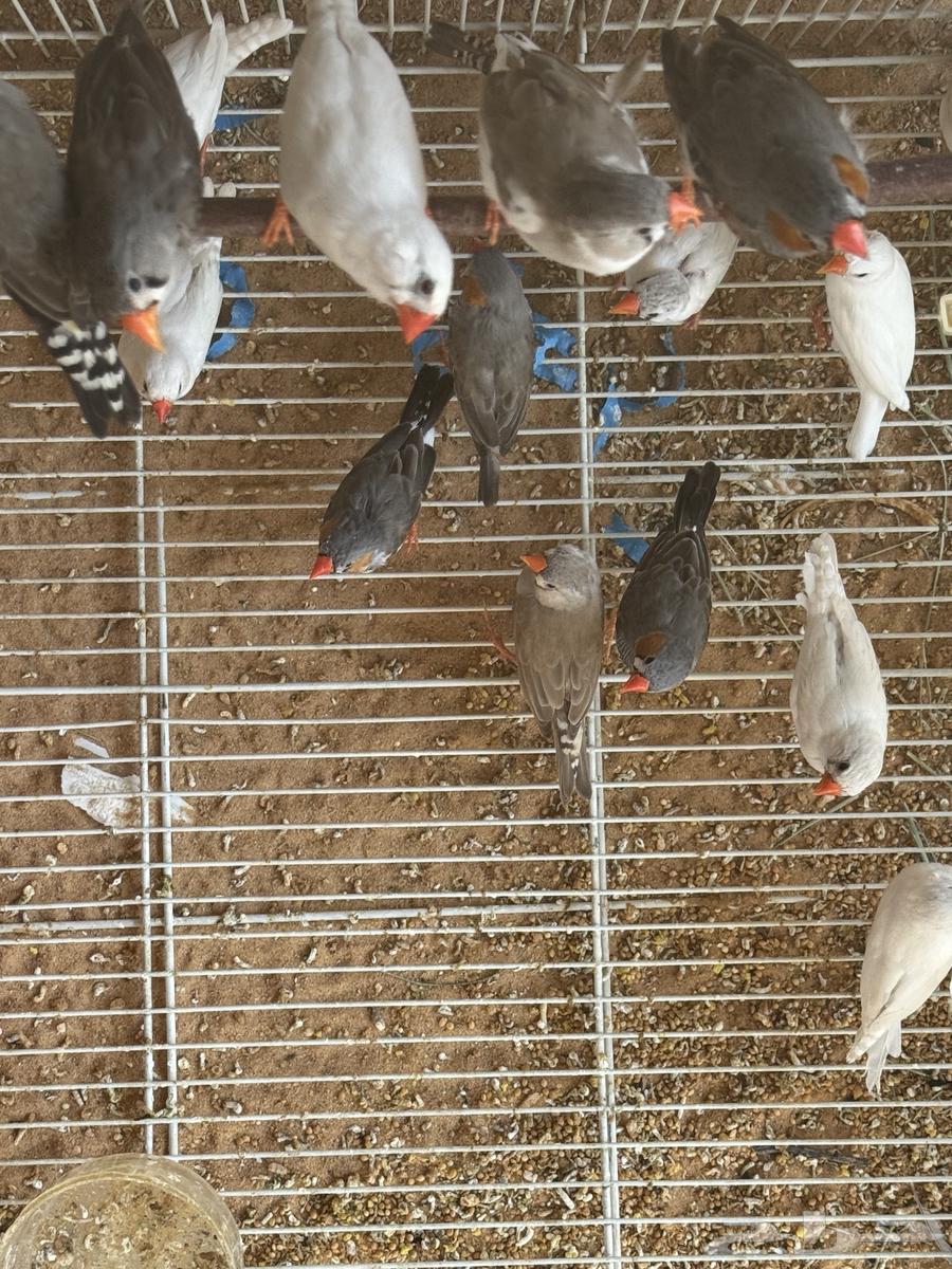 زيبرا 11 جوز تقريبا وشبك للبيع64593155554305110