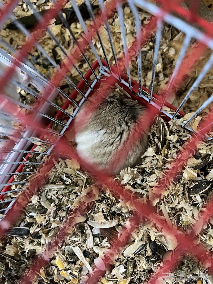 60 Hamsters64589742882049112