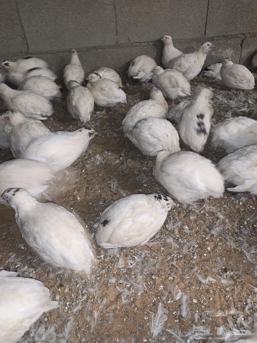 للبيع سمان تكساس العملاق64592262204161110