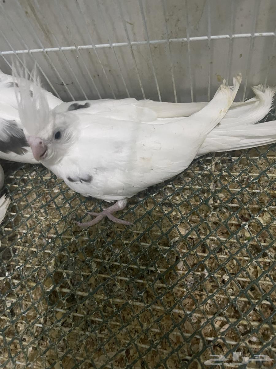 فروخ كروان بصمات و هافي بايد64593851553538112