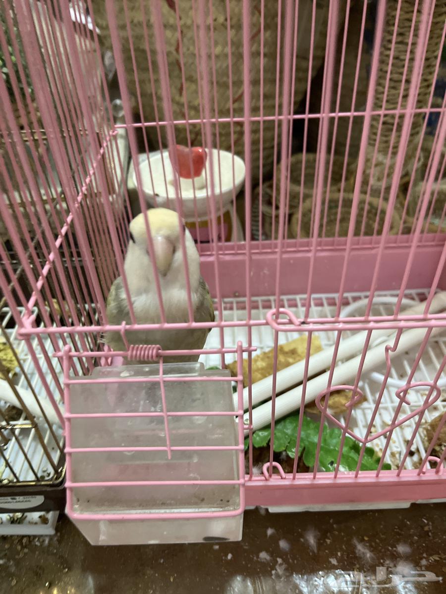 عصفور روز للبيع السعر20064592335235586110