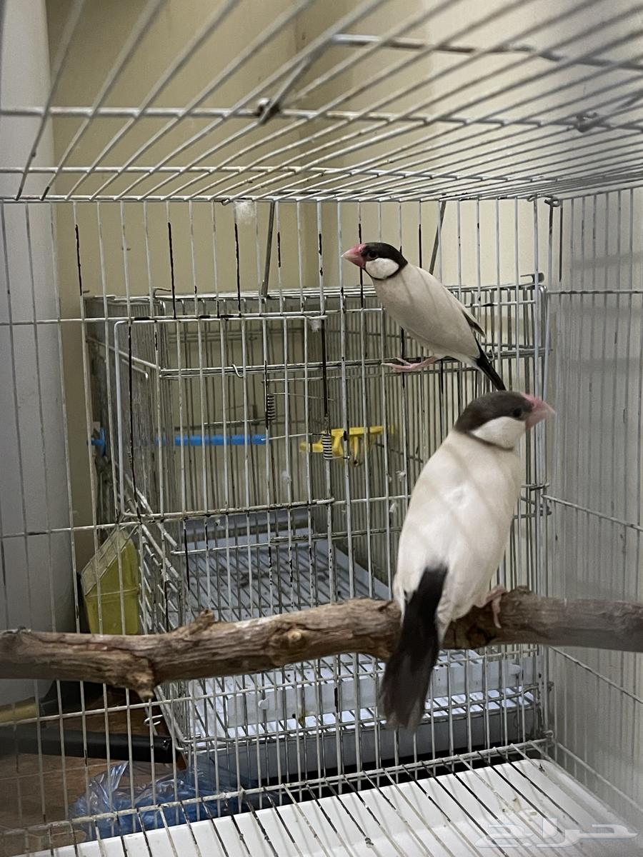 Java Aghat64591803892099113