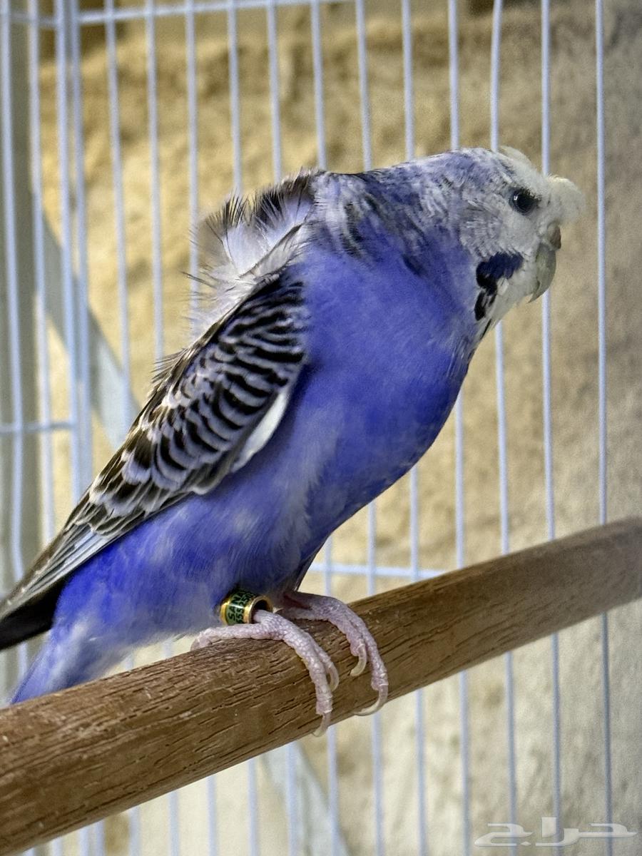 جوز بادجي مع انتاجه64594405725186114