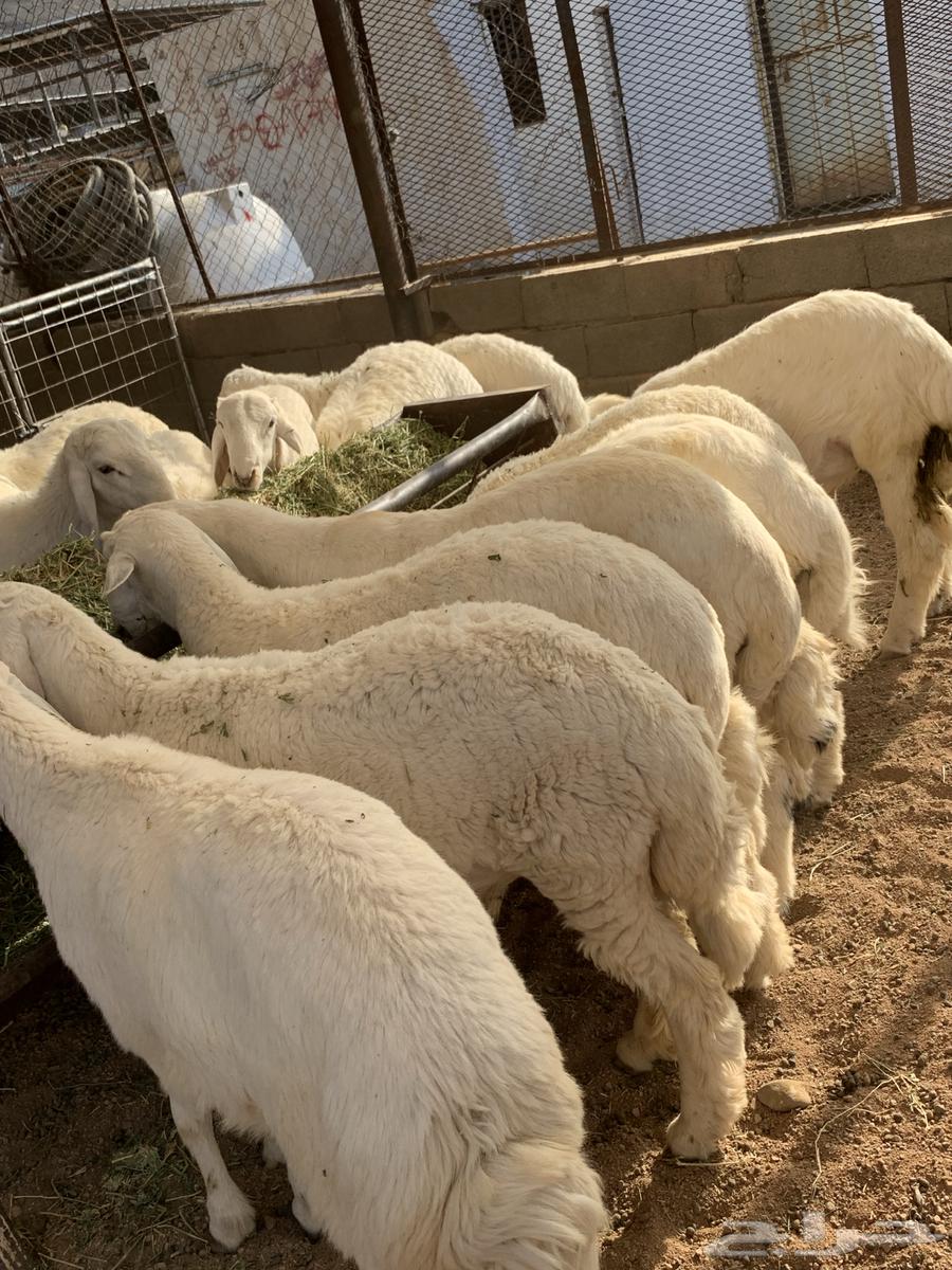 ذبايح مع خدمة السلخ والتوصيل64591105268867111