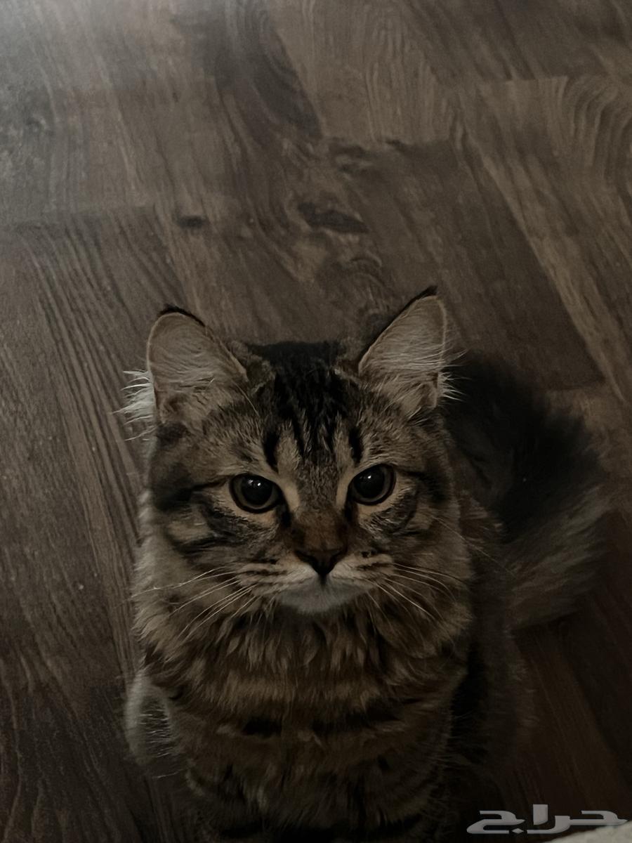 قط شيرازي للبيع64591840461569111