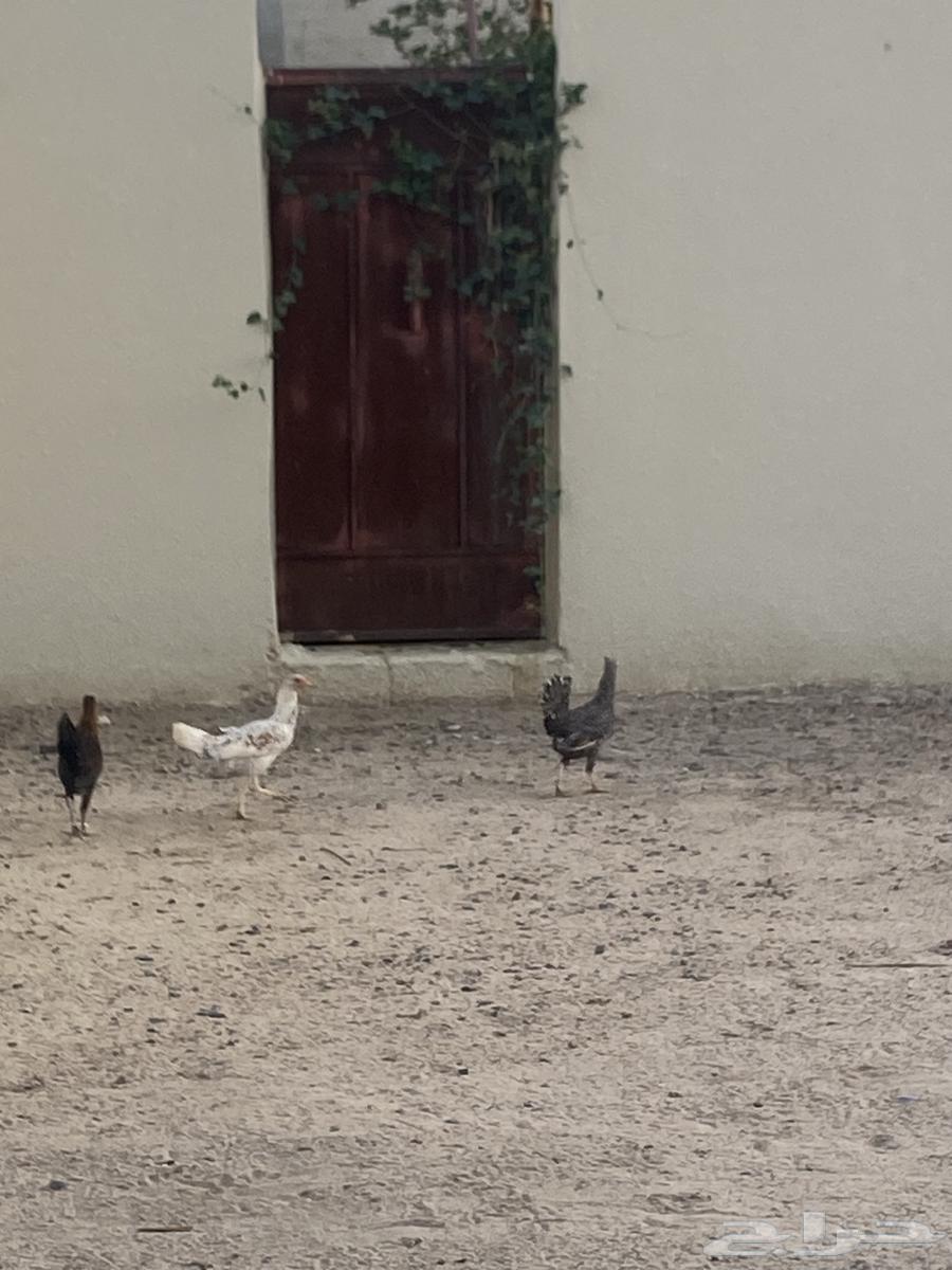 نجران الاثايبه64593435884035112